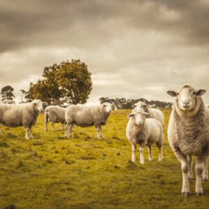 Lammfarm 1