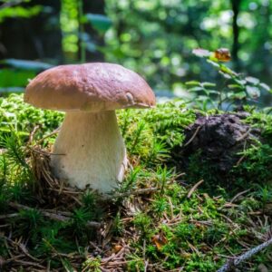 Steinpilz