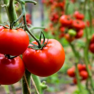 Strauchtomaten