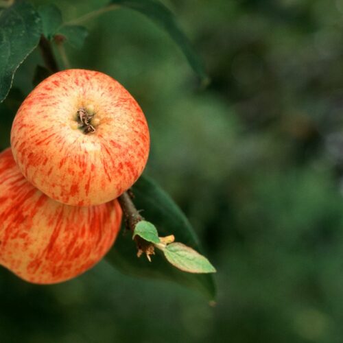 Gravensteiner Apfel 1