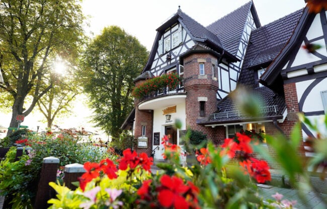 Galerie Startseite Geranien