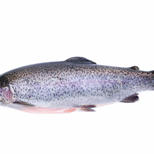 Lachsforelle Salmo Trutta Trutta