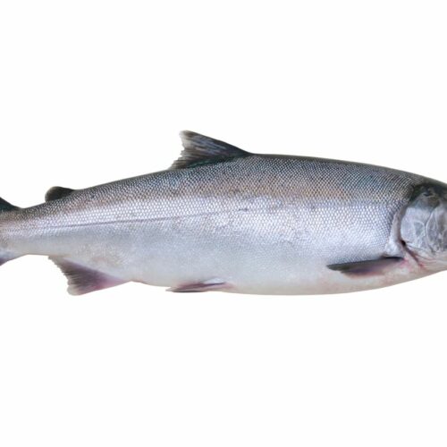 Silberlachs Coho 1